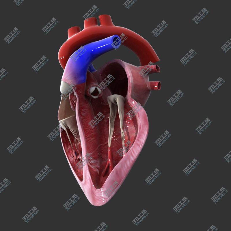 images/goods_img/2021040234/Heart cross section Animated model/5.jpg